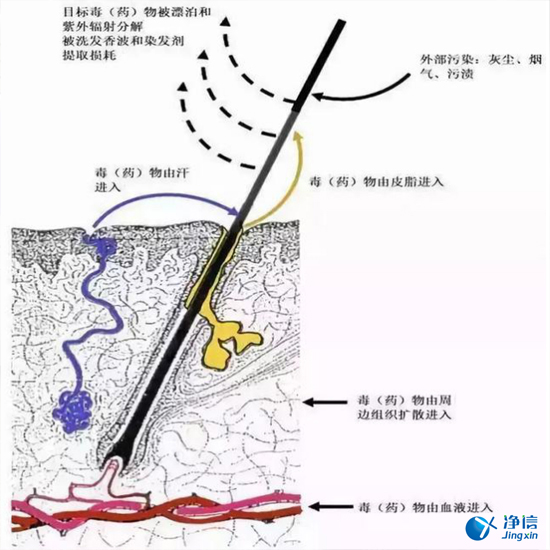  毛發(fā)毒品檢測儀檢測腿毛竟可以測出吸毒?做了全身脫毛也可以？